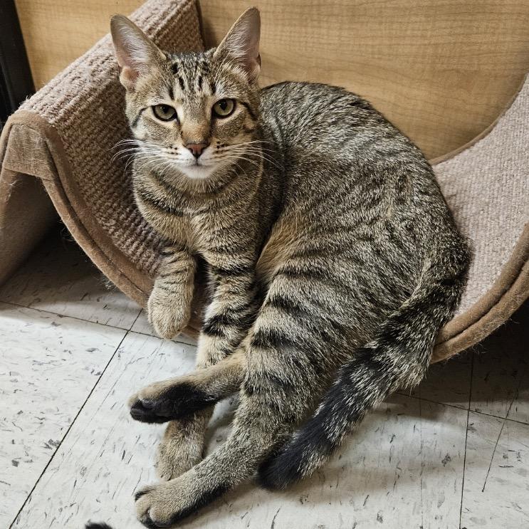 Dawn, Adoptable, Young Female Domestic Short Hair.