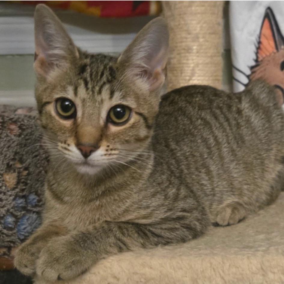 Dawn, Adoptable, Young Female Domestic Short Hair.