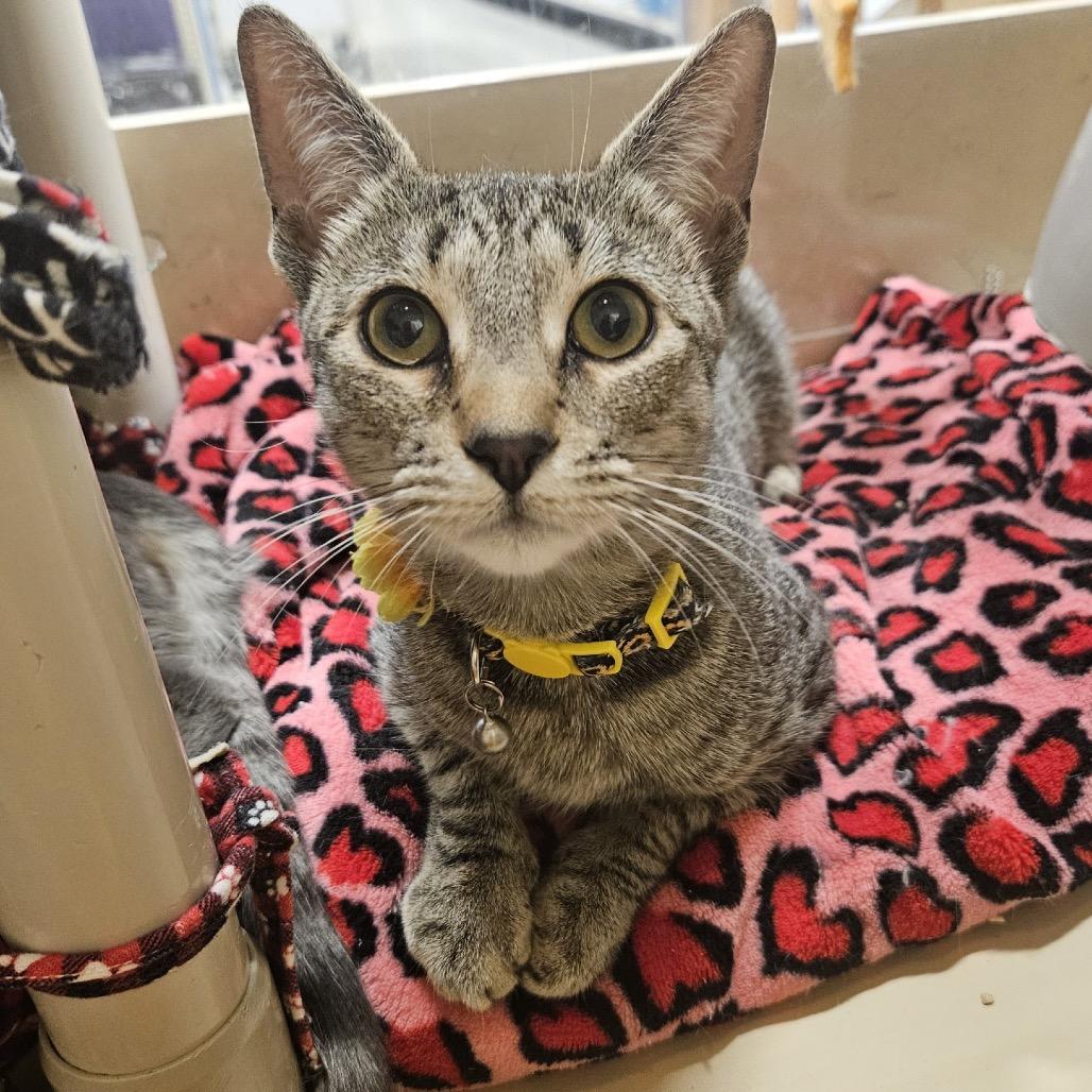 Enlarge Dawn, a Adoptable Domestic Short Hair in Mount Laurel, NJ image 2/2