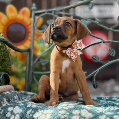 Enlarge Brownie, a Adoptable mixed breed in Westport, MA image 3/6