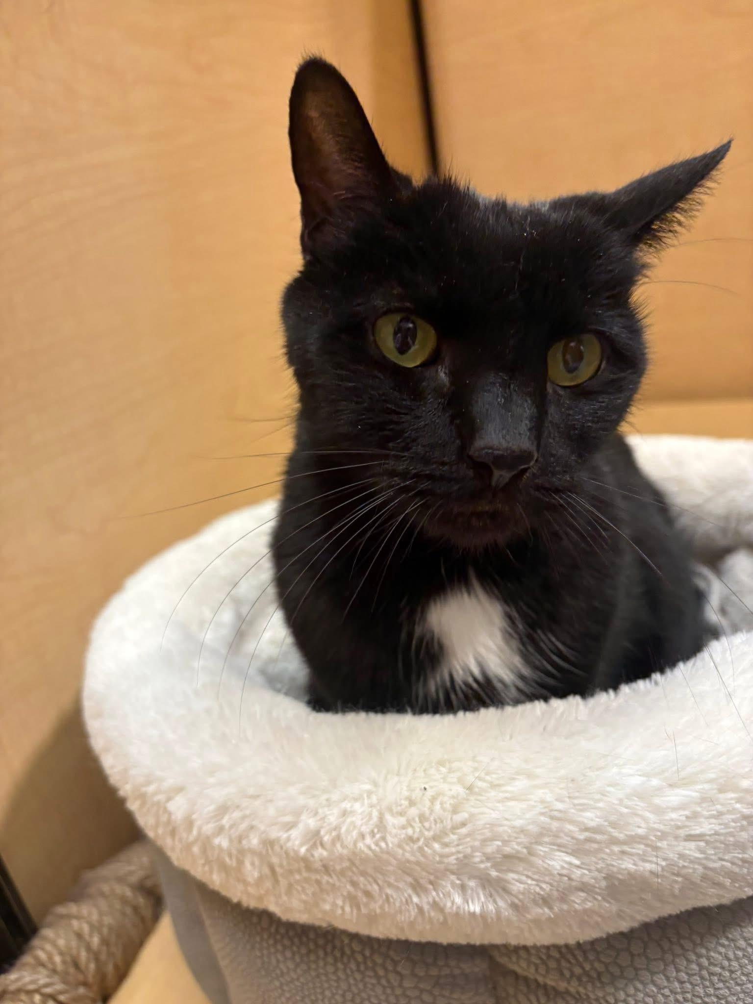 Enlarge Maxine, a ADOPTABLE Domestic Short Hair in Syracuse, NY image 2/3