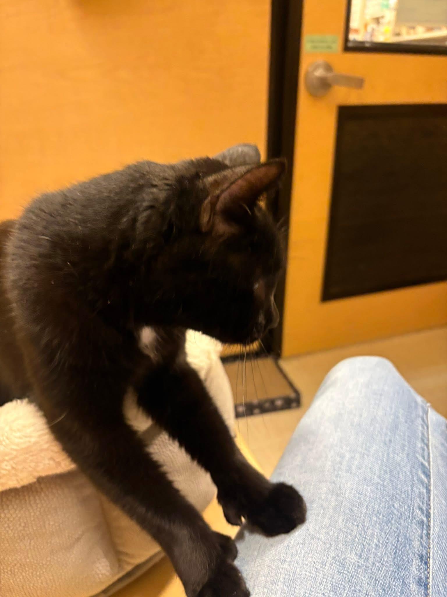 Enlarge Maxine, a ADOPTABLE Domestic Short Hair in Syracuse, NY image 3/3