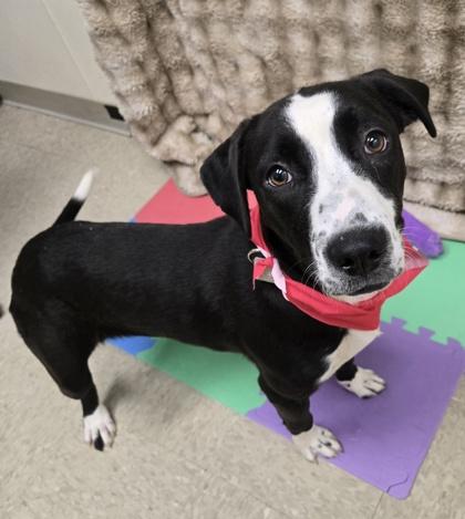 Silverwing, an adopted Mixed Breed in Hamilton, OH image 2/3