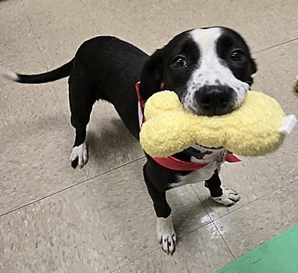 Silverwing, an adopted Mixed Breed in Hamilton, OH image 3/3