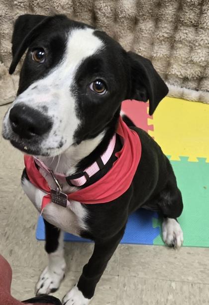 Silverwing, an adopted Mixed Breed in Hamilton, OH image 1/3