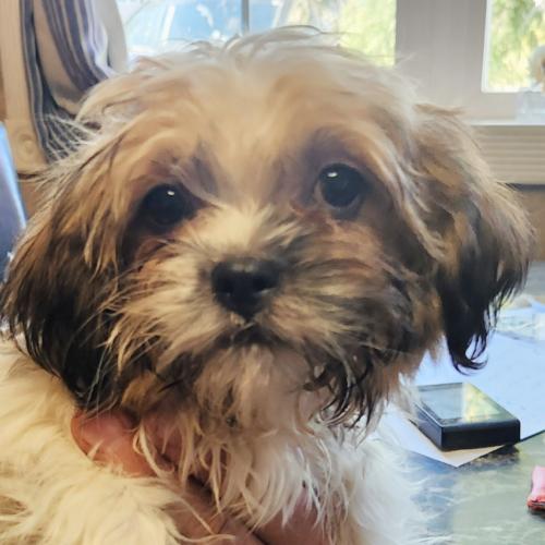 Harlow (#416), Adoptable, Puppy Male Shih Tzu & Yorkshire Terrier.