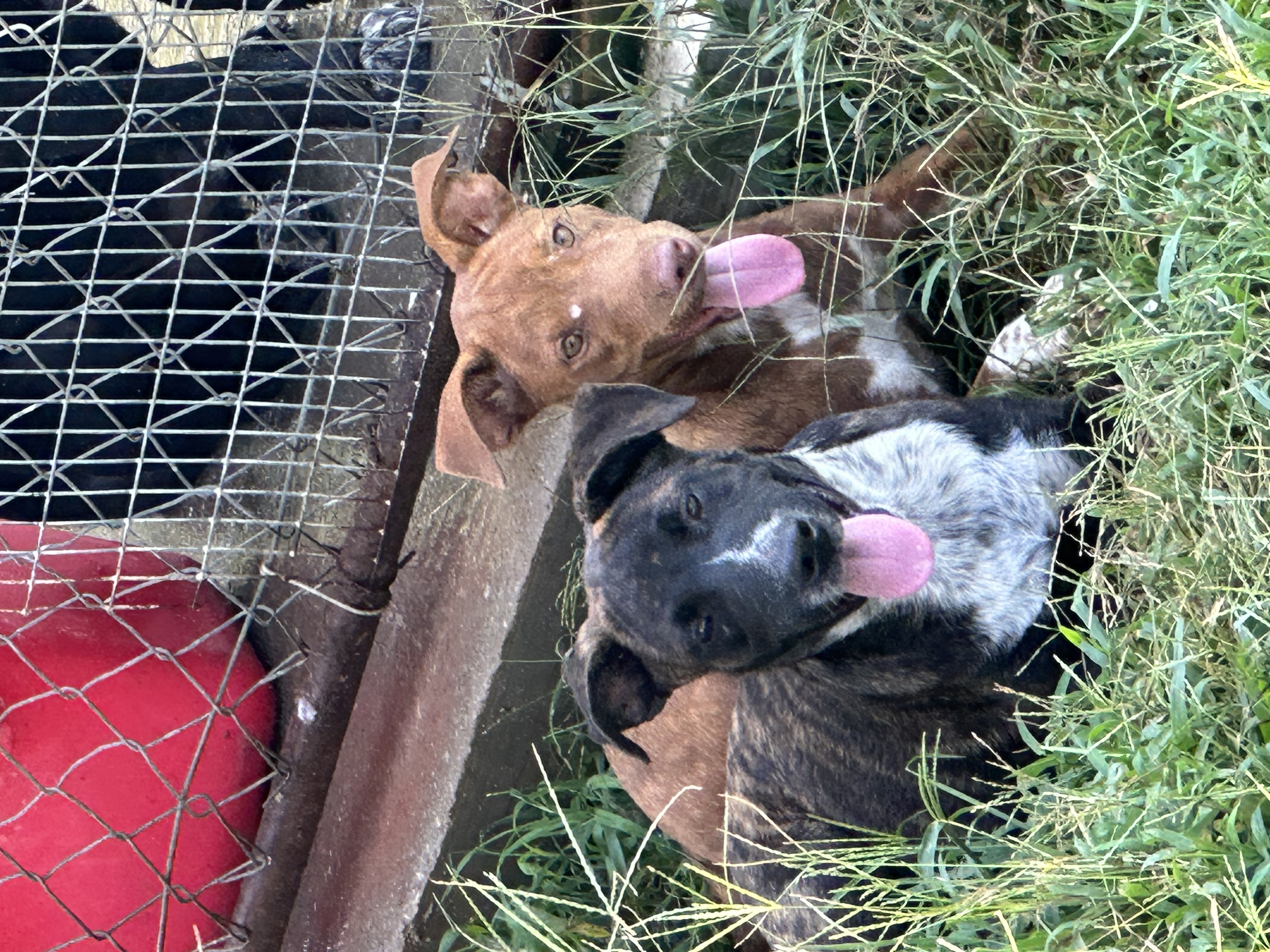 Jimmie, Adoptable, Young Female Mixed Breed.