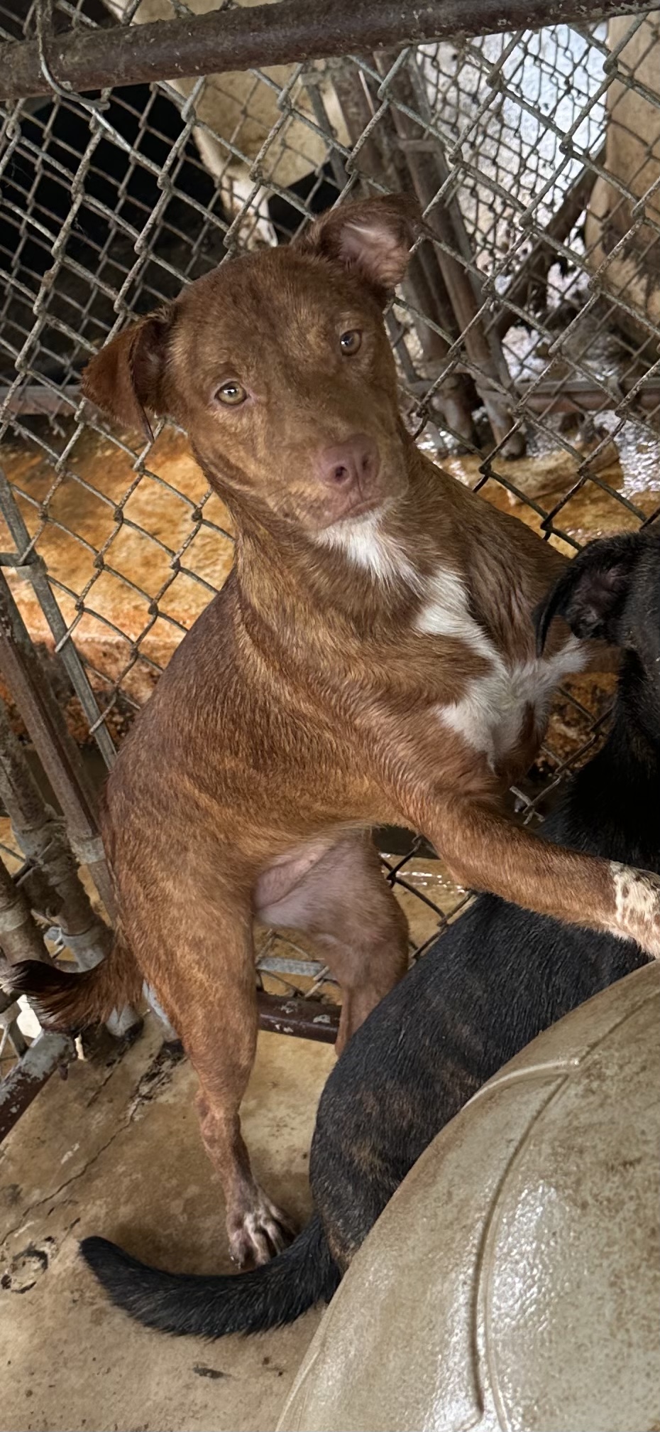 Enlarge Jimmie, a Adoptable mixed breed in Bruce, MS image 2/2