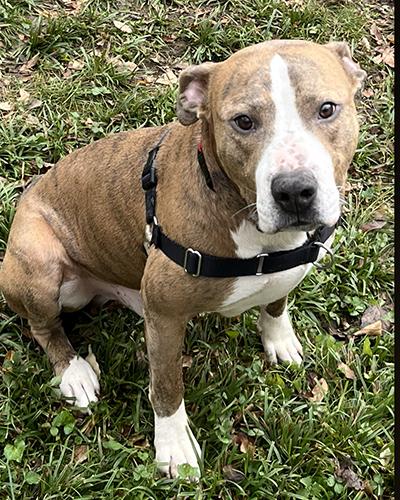 Argo, Adoptable, Adult Male Pit Bull Terrier.