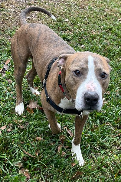 Enlarge Argo, a Adoptable mixed breed in Lake Wylie, SC image 2/4