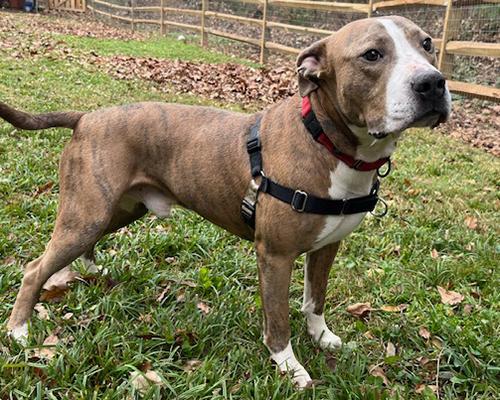 Enlarge Argo, a Adoptable mixed breed in Lake Wylie, SC image 3/4