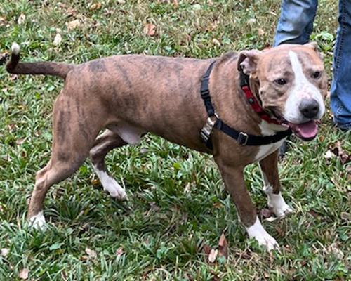 Enlarge Argo, a Adoptable mixed breed in Lake Wylie, SC image 4/4