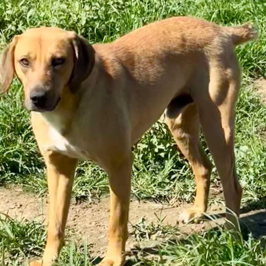 Brownie, a Adoptable Hound in Hackett, AR image 1/6