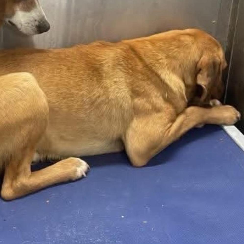 Brownie, a Adoptable Hound in Hackett, AR image 2/6