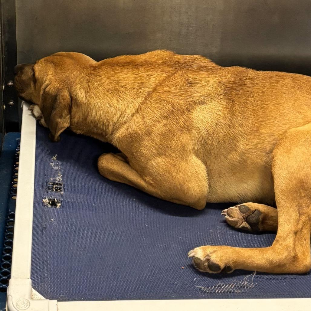 Brownie, a Adoptable Hound in Hackett, AR image 3/6