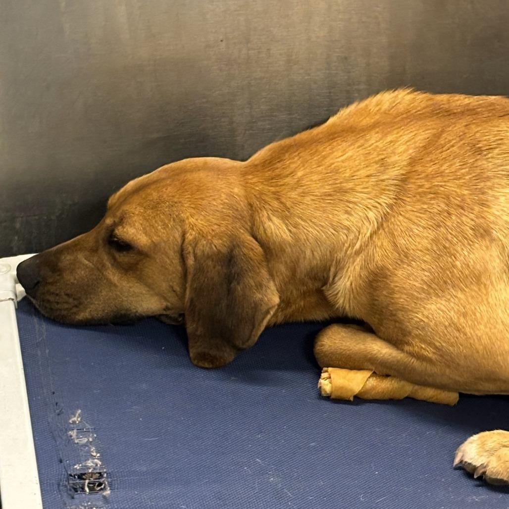 Brownie, a Adoptable Hound in Hackett, AR image 4/6