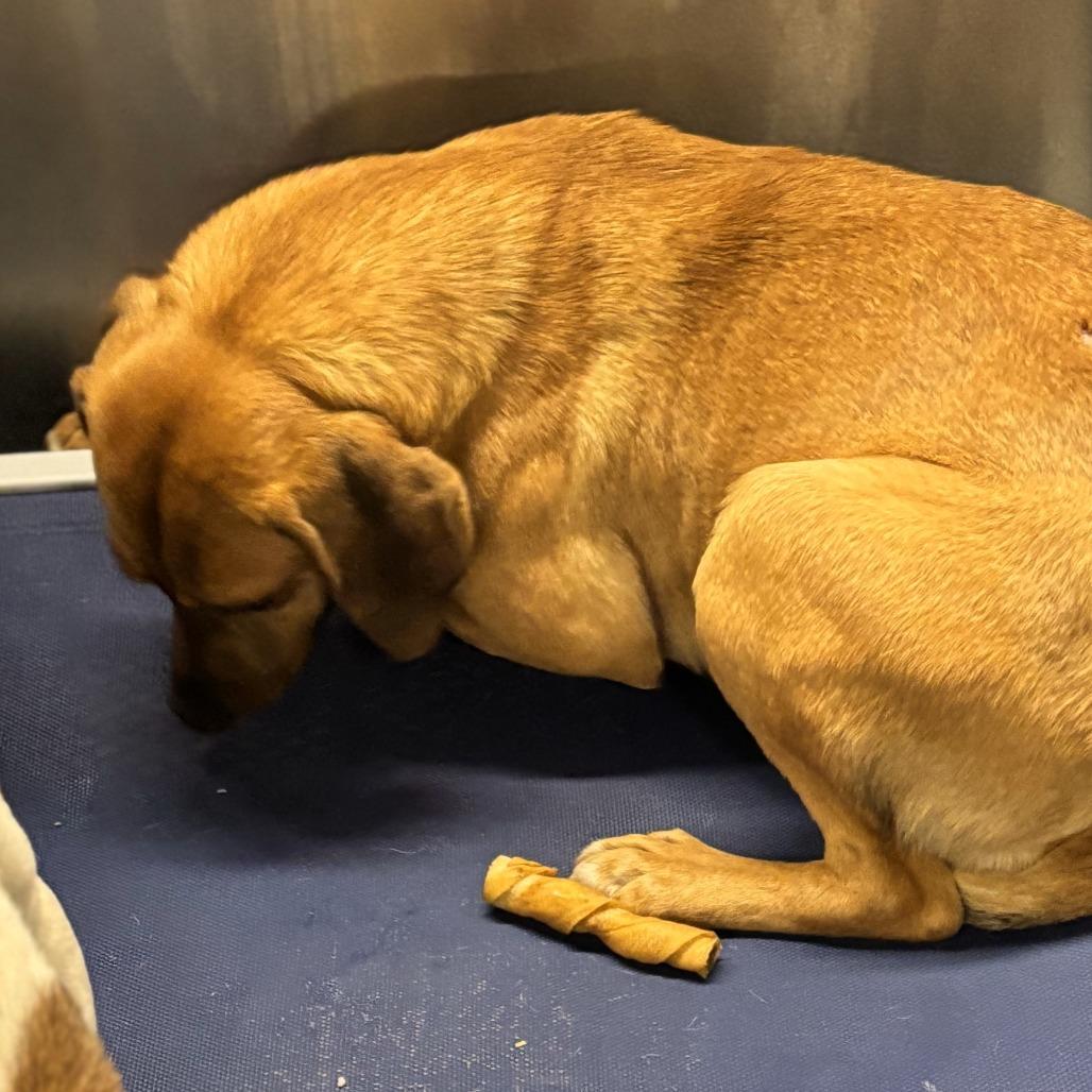 Brownie, a Adoptable Hound in Hackett, AR image 5/6