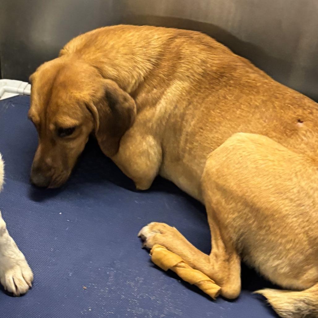 Brownie *, a Adoptable Hound in Hackett, AR image 4/5