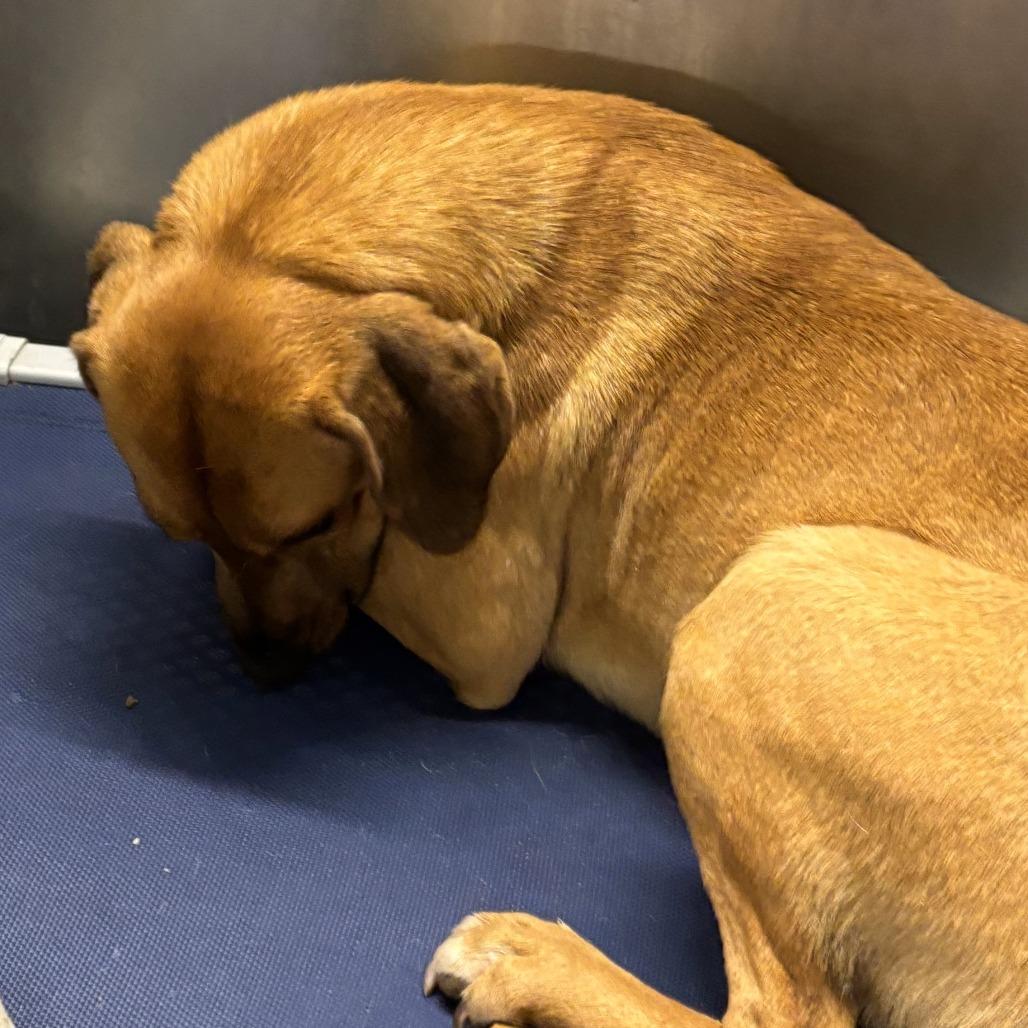 Enlarge Brownie, a Adoptable Hound in Hackett, AR image 5/5