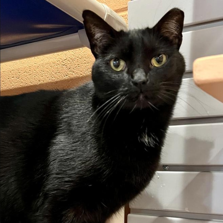 Jesse Owens, an adoptable Domestic Short Hair in South Bend, IN, 46614 | Photo Image 1