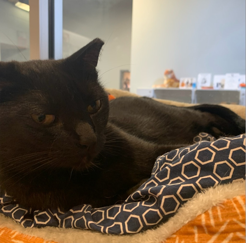 Jesse Owens, an adoptable Domestic Short Hair in South Bend, IN, 46614 | Photo Image 6