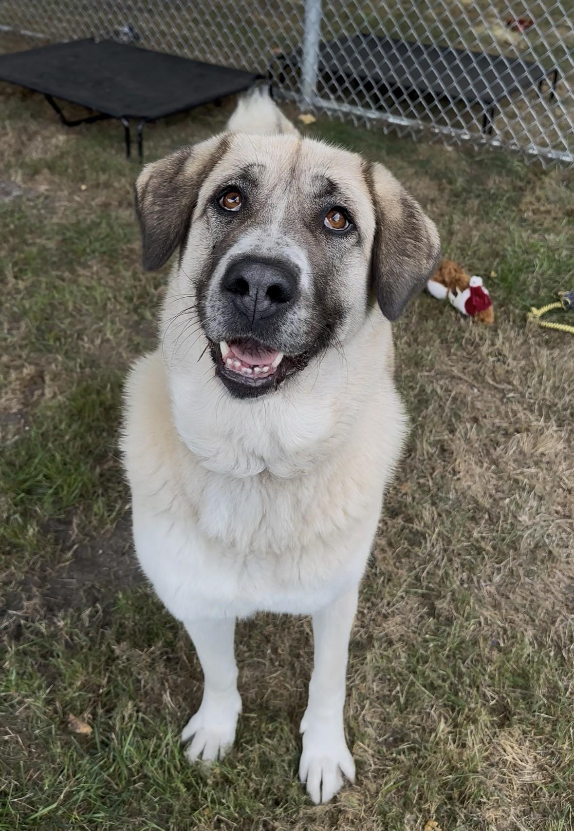 Cleo, Adoptable, Adult Female Anatolian Shepherd.