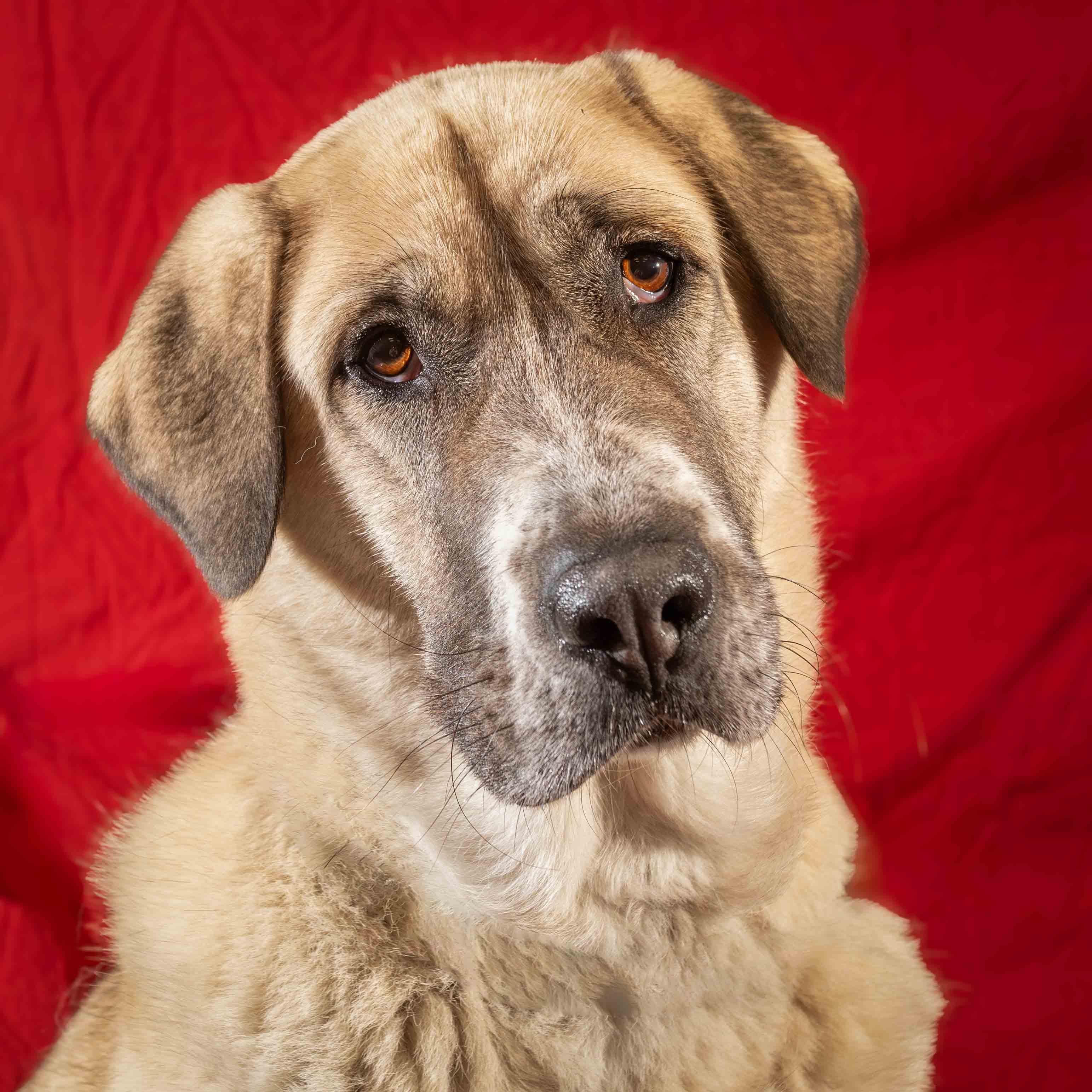 Cleo, a Adoptable Anatolian Shepherd in Delta, BC image 2/3