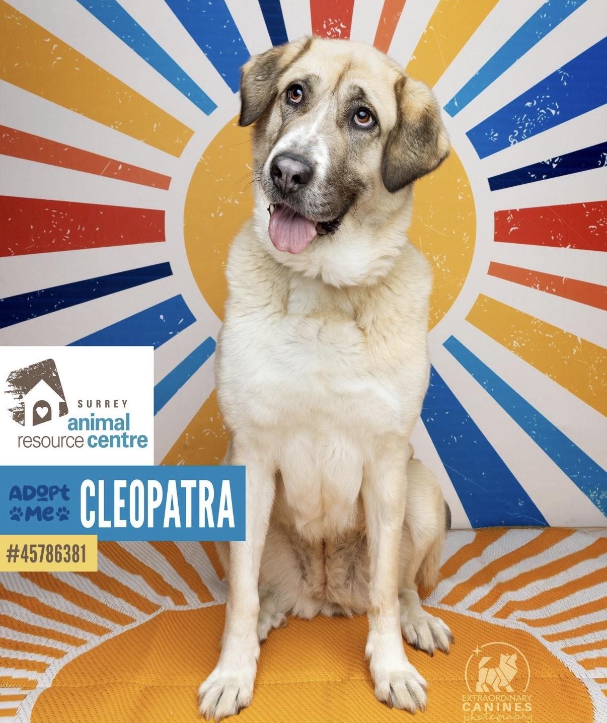 Cleo, a Adoptable Anatolian Shepherd in Delta, BC image 3/3