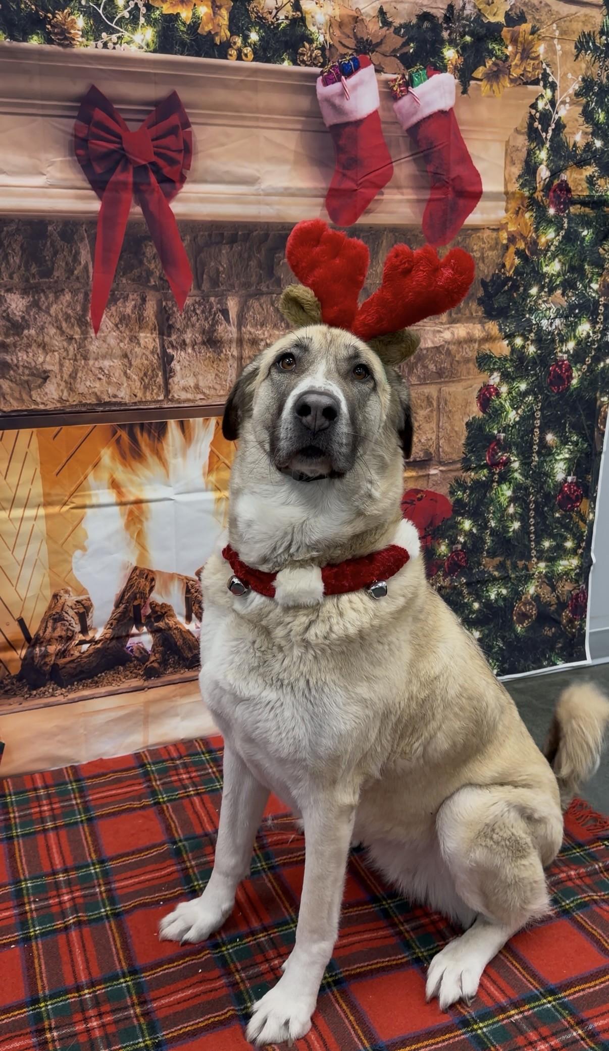 Cleo, Adoptable, Adult Female Anatolian Shepherd.