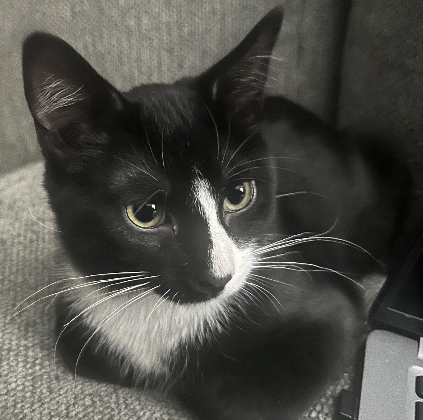 Enlarge ACE, a Adoptable Domestic Short Hair in Northfield, OH image 1/3