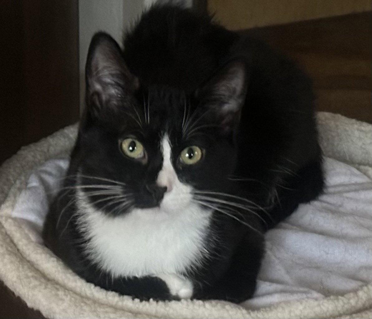 Enlarge ACE, a Adoptable Domestic Short Hair in Northfield, OH image 2/3