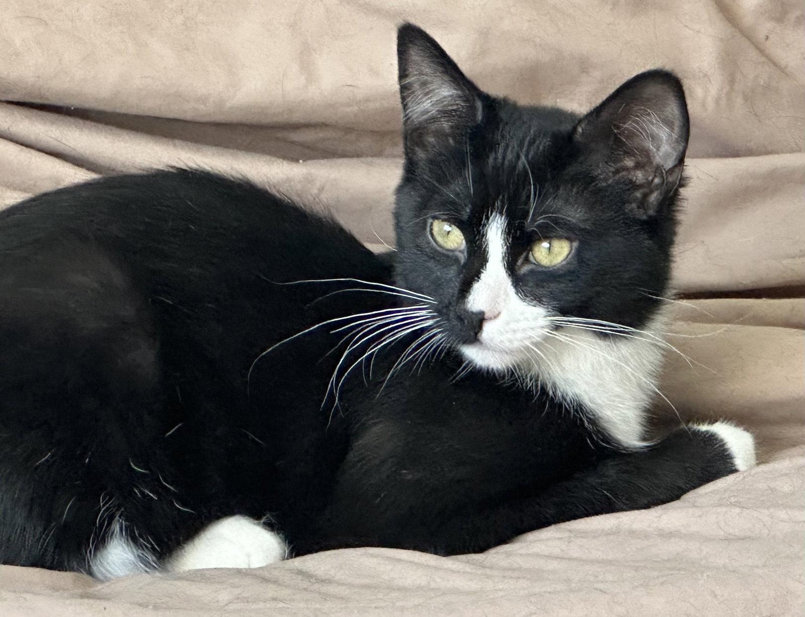 Enlarge ACE, a Adoptable Domestic Short Hair in Northfield, OH image 3/3