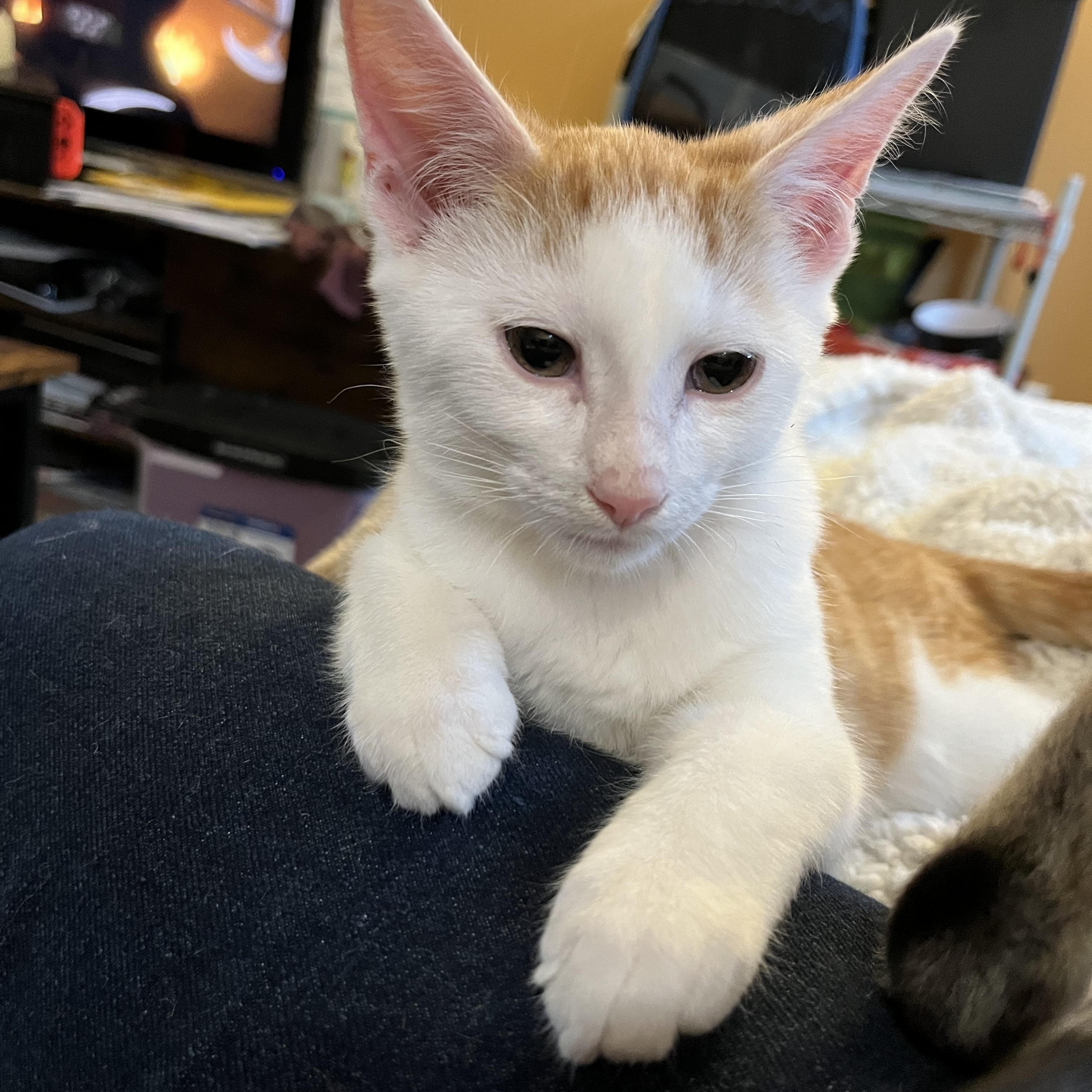 Cloud, ADOPTABLE, Kitten Male Domestic Short Hair.