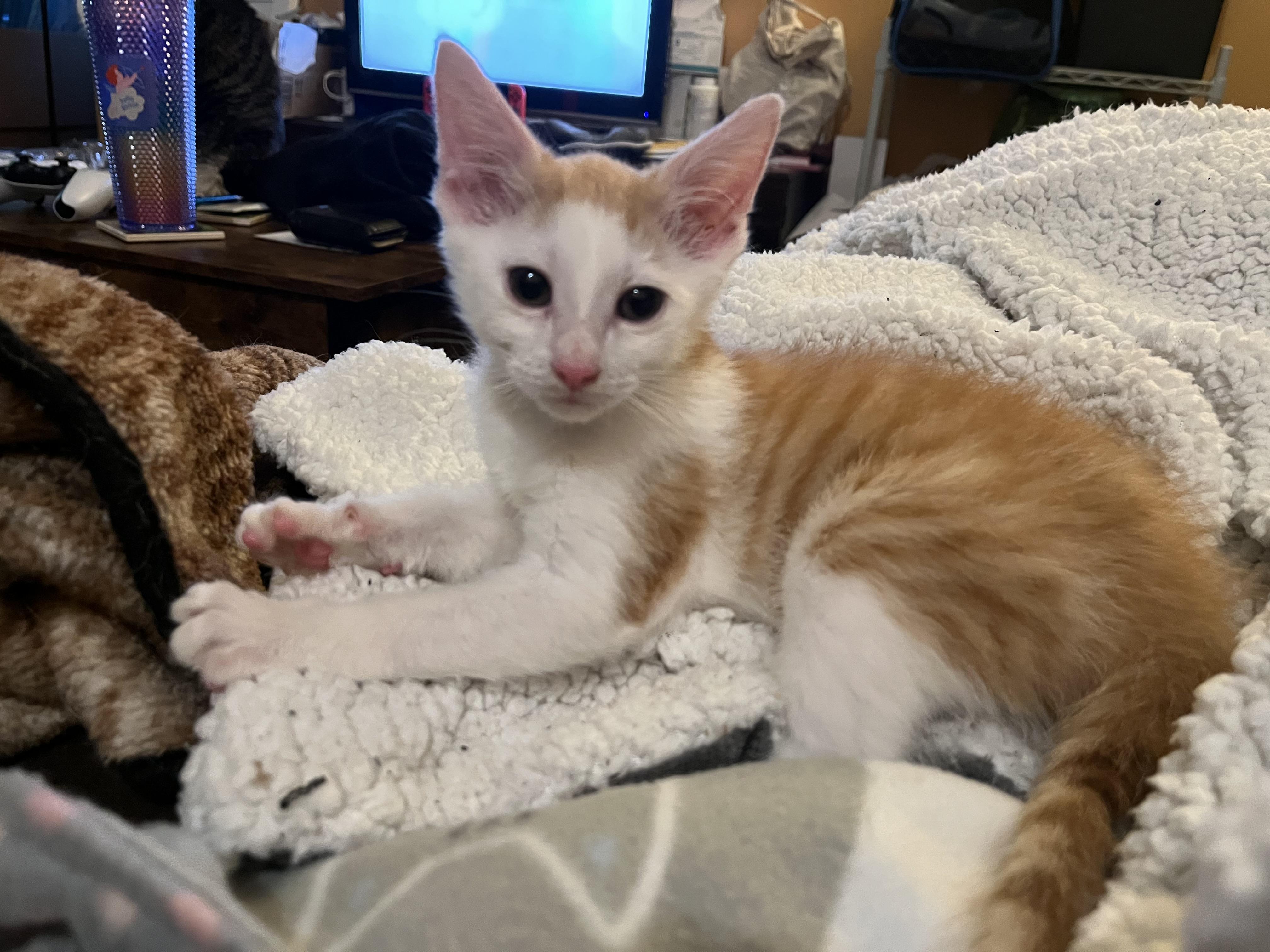 Enlarge Cloud, a ADOPTABLE Domestic Short Hair in Elkton, MD image 2/4