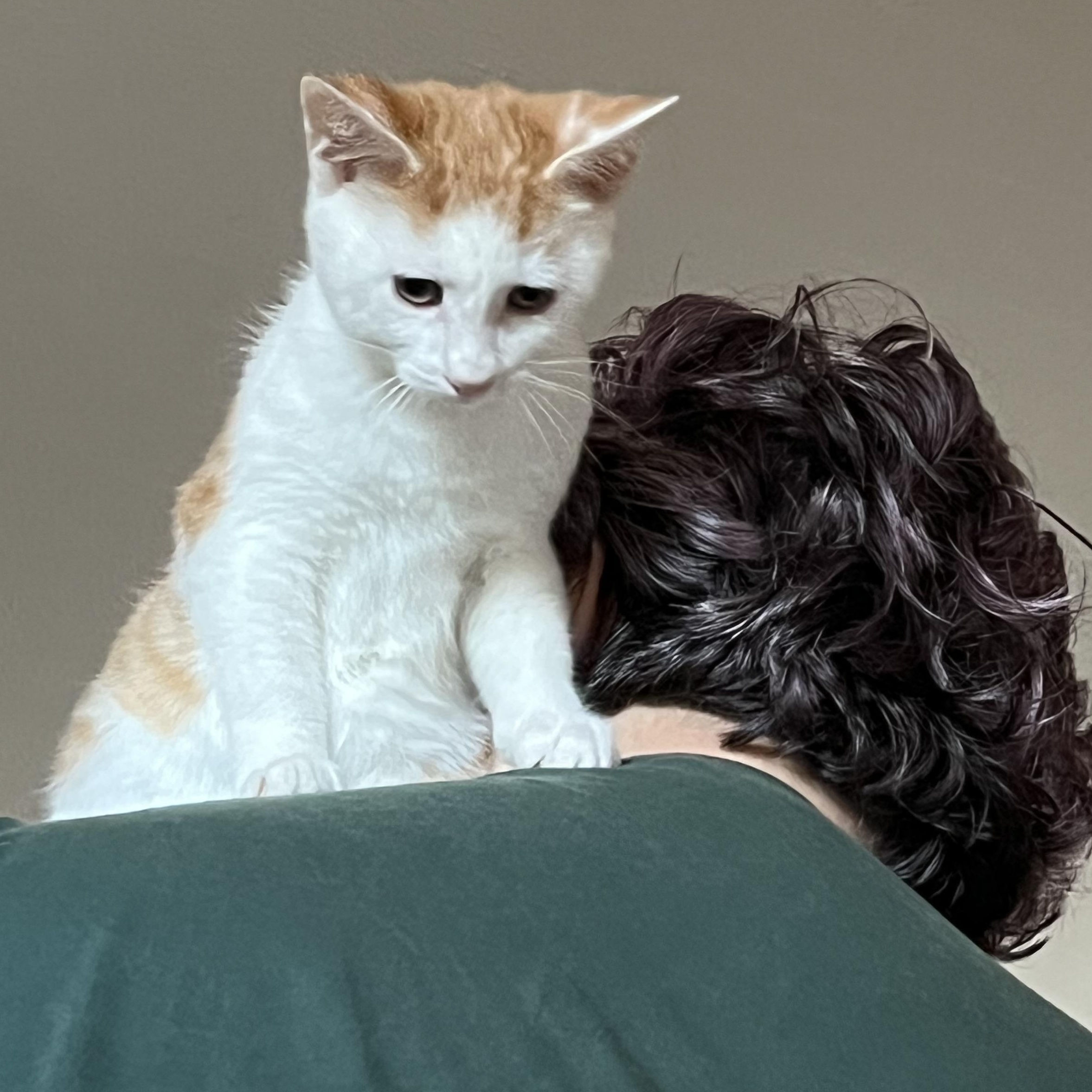 Enlarge Cloud, a ADOPTABLE Domestic Short Hair in Elkton, MD image 3/4