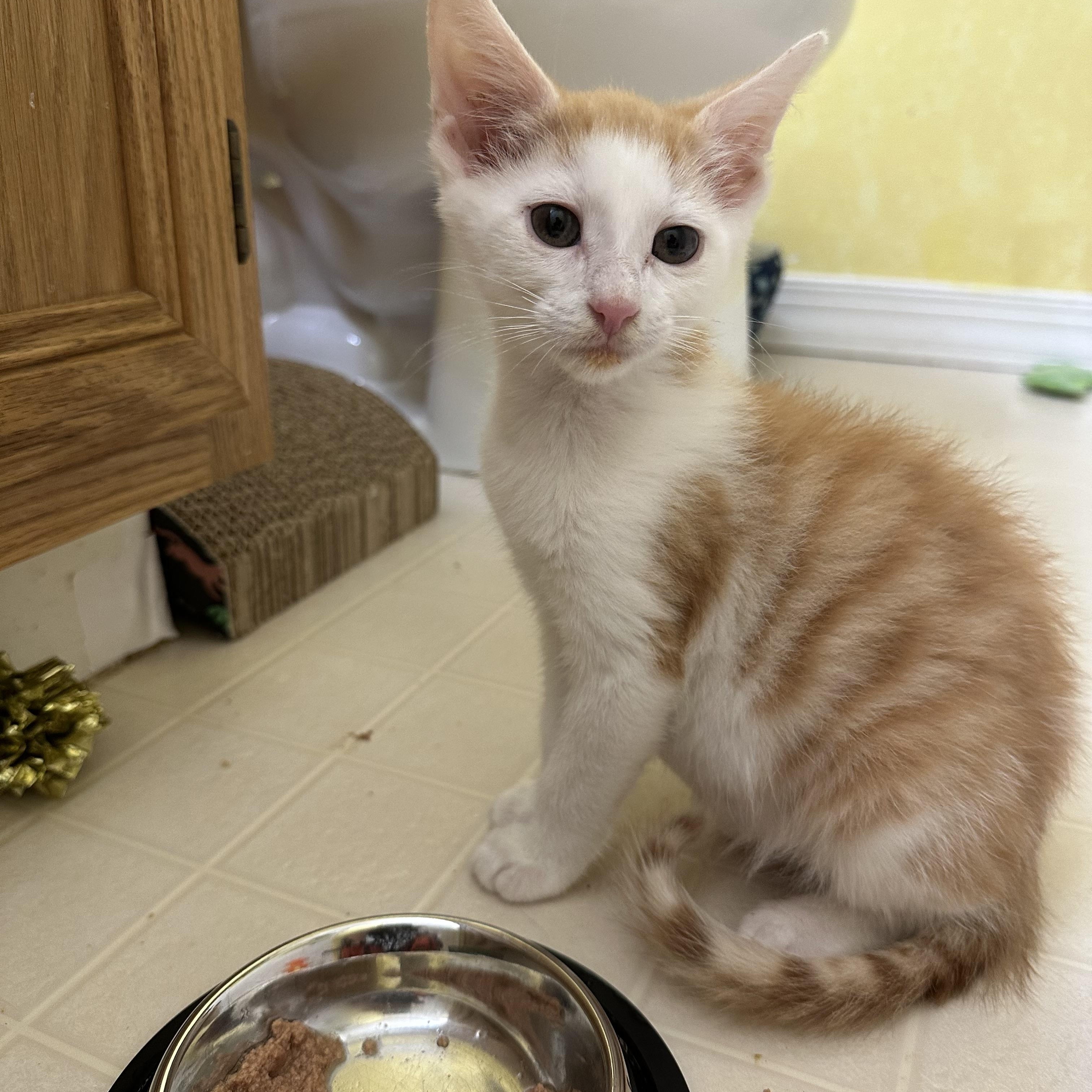 Enlarge Cloud, a ADOPTABLE Domestic Short Hair in Elkton, MD image 4/4