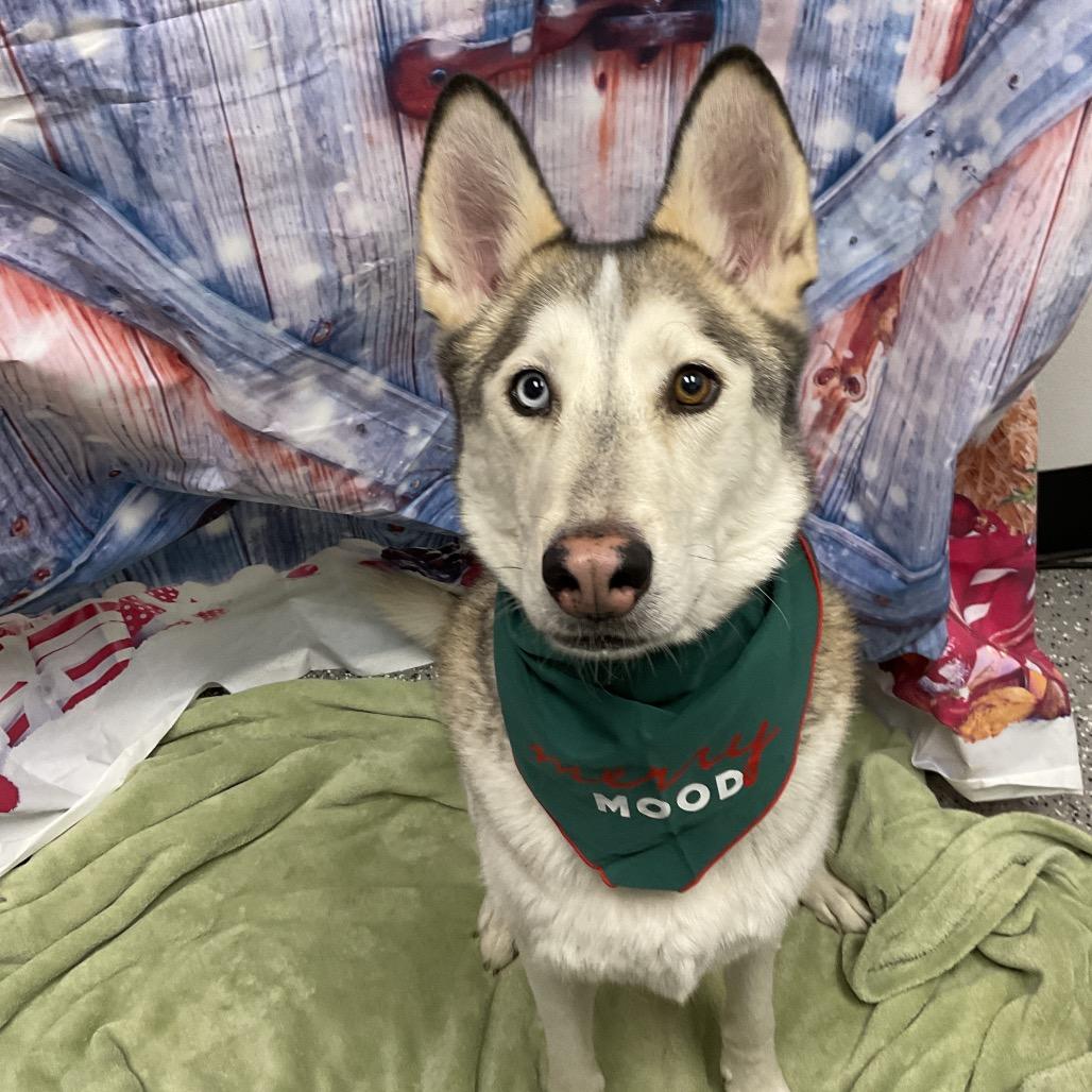 Enlarge LOKI, a Adoptable mixed breed in Henderson, NV image 1/2