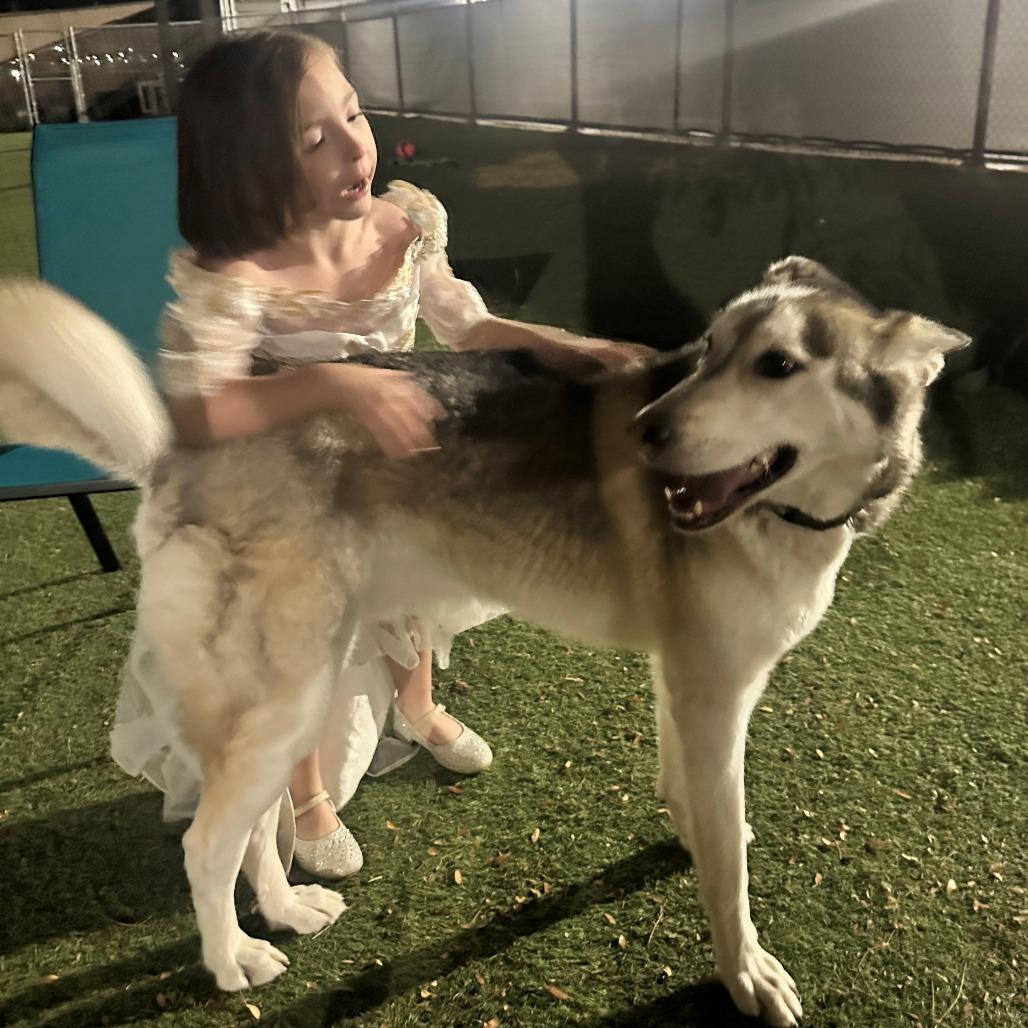 Enlarge LOKI, a Adoptable mixed breed in Henderson, NV image 2/2