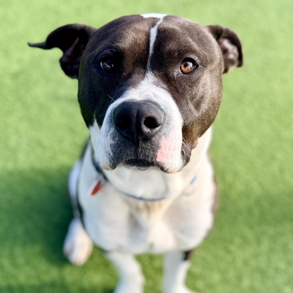 Lucky A2175625, a Adoptable Pit Bull Terrier in Mission Hills, CA image 2/6