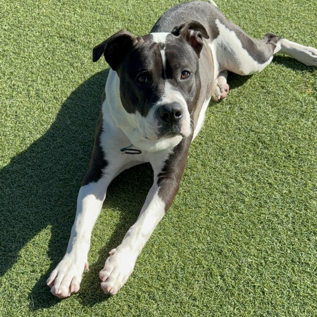 Lucky A2175625, a Adoptable Pit Bull Terrier in Mission Hills, CA image 2/6