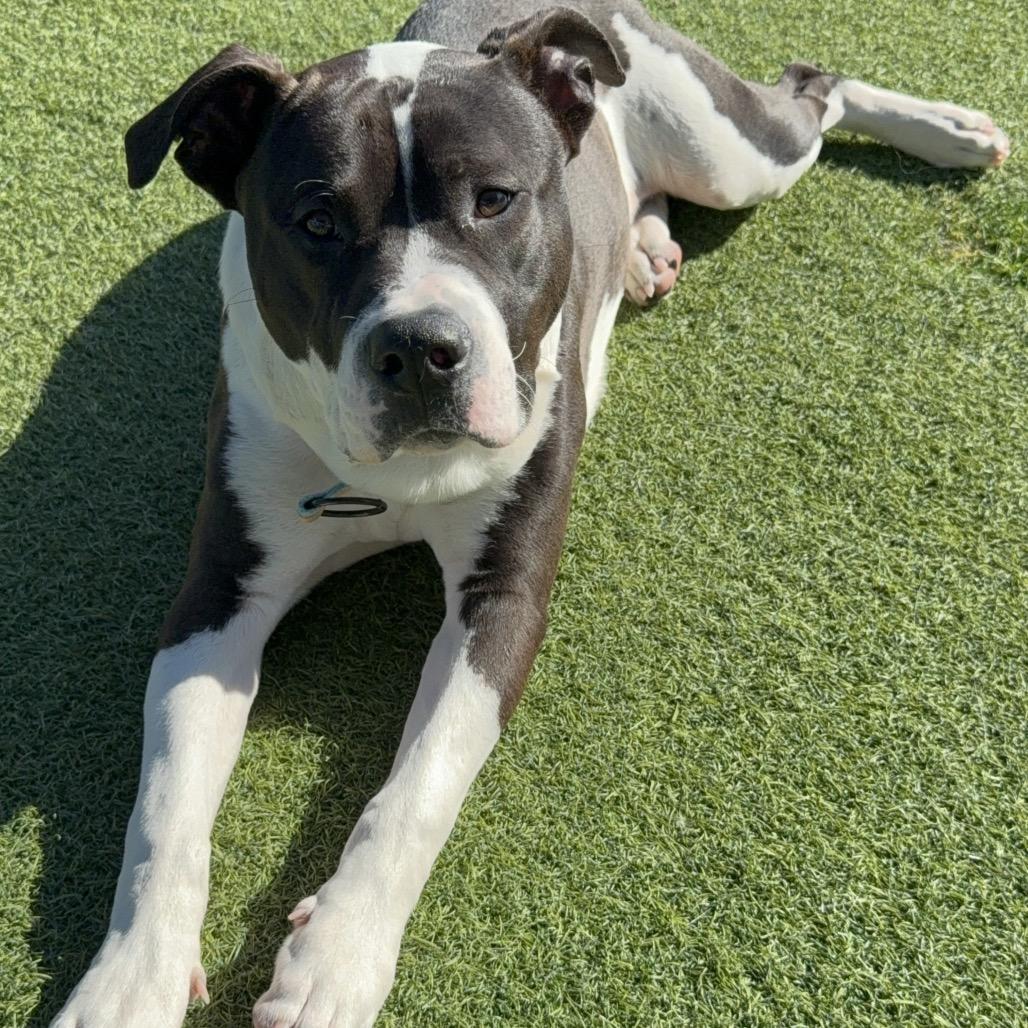 Lucky A2175625, a Adoptable Pit Bull Terrier in Mission Hills, CA image 4/6