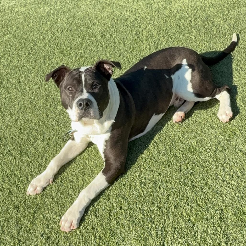 Lucky A2175625, a Adoptable Pit Bull Terrier in Mission Hills, CA image 3/6