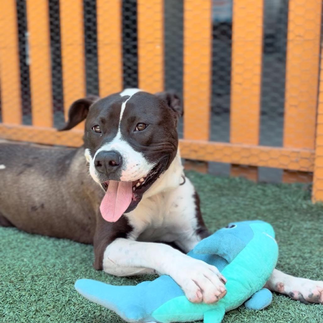 Lucky A2175625, a Adoptable Pit Bull Terrier in Mission Hills, CA image 5/6