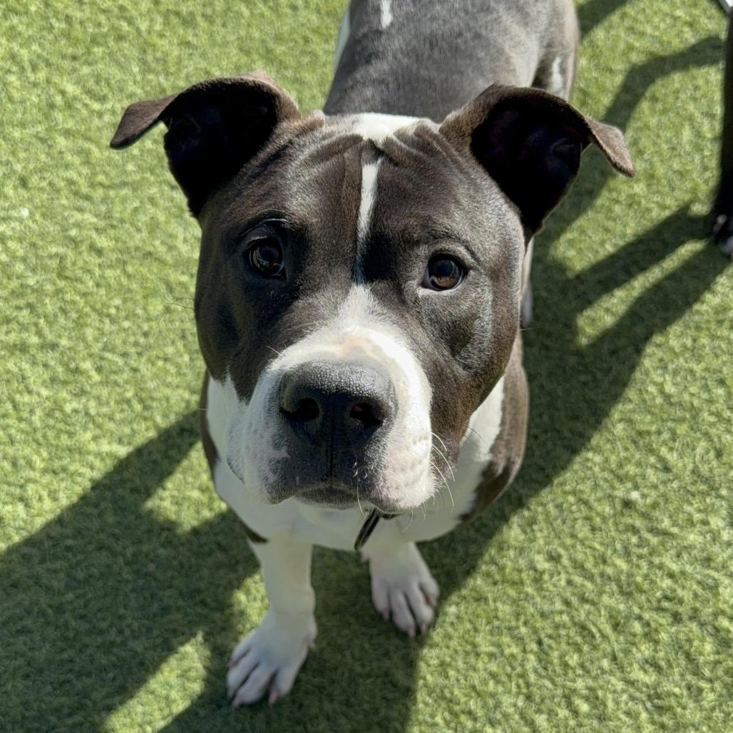 Lucky A2175625, a Adoptable Pit Bull Terrier in Mission Hills, CA image 5/6