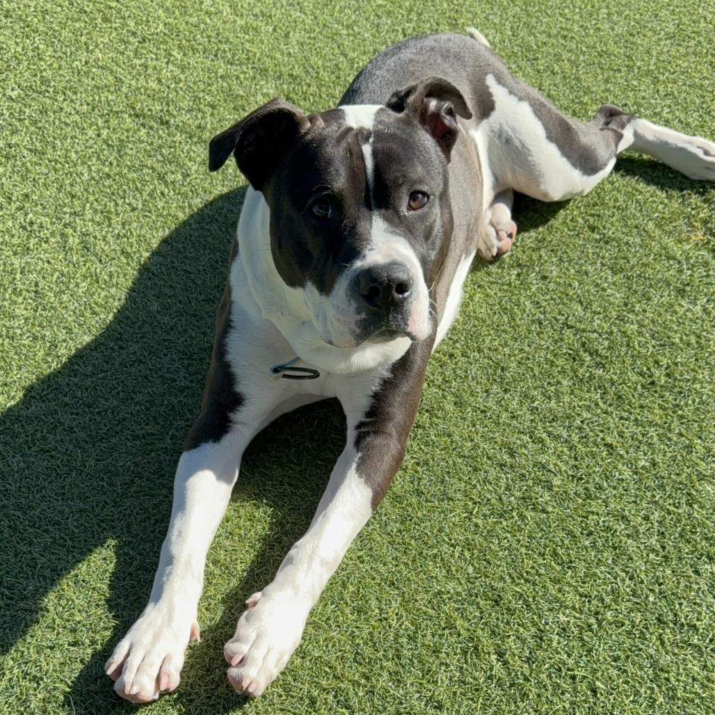 Lucky A2175625, a Adoptable Pit Bull Terrier in Mission Hills, CA image 6/6