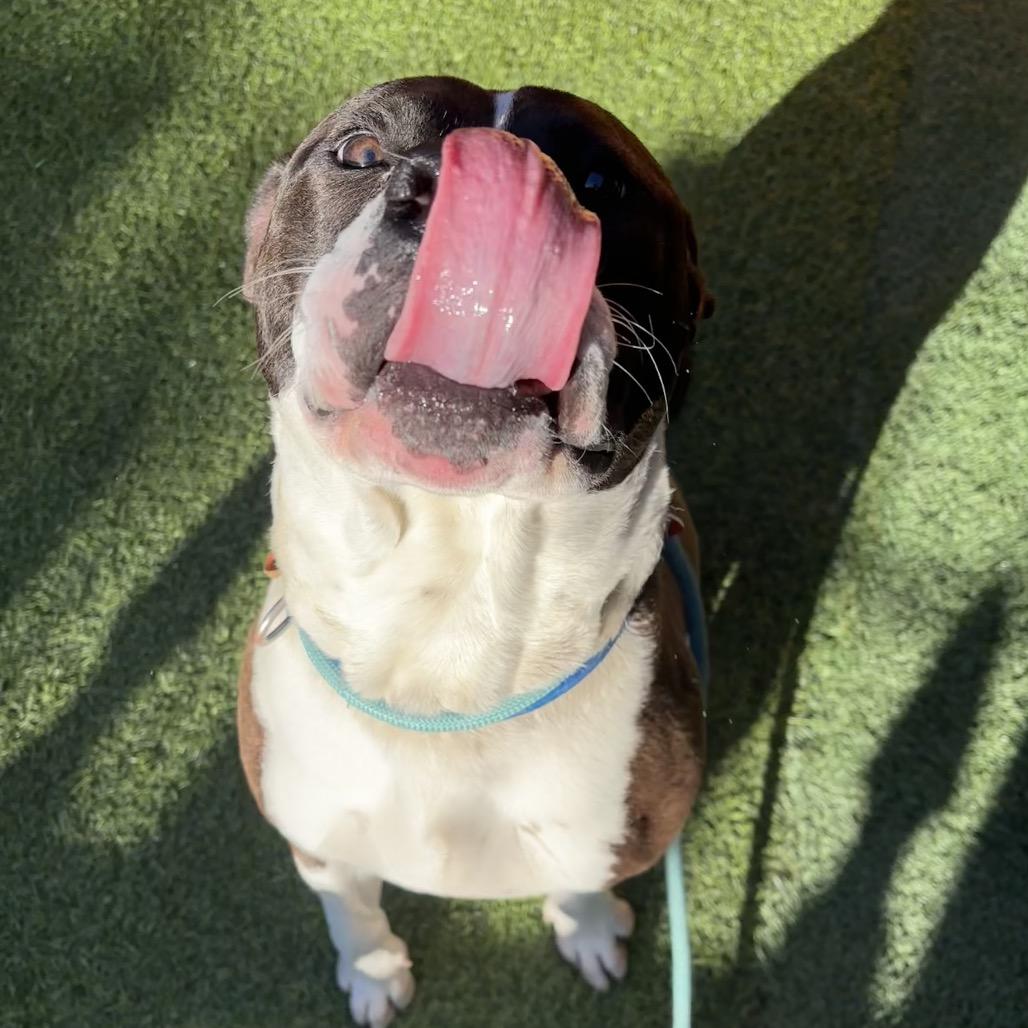 Lucky A2175625, a Adoptable Pit Bull Terrier in Mission Hills, CA image 6/6