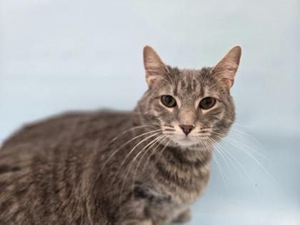 Enlarge Josie, a Adoptable mixed breed in Woodbury, MN image 1/1