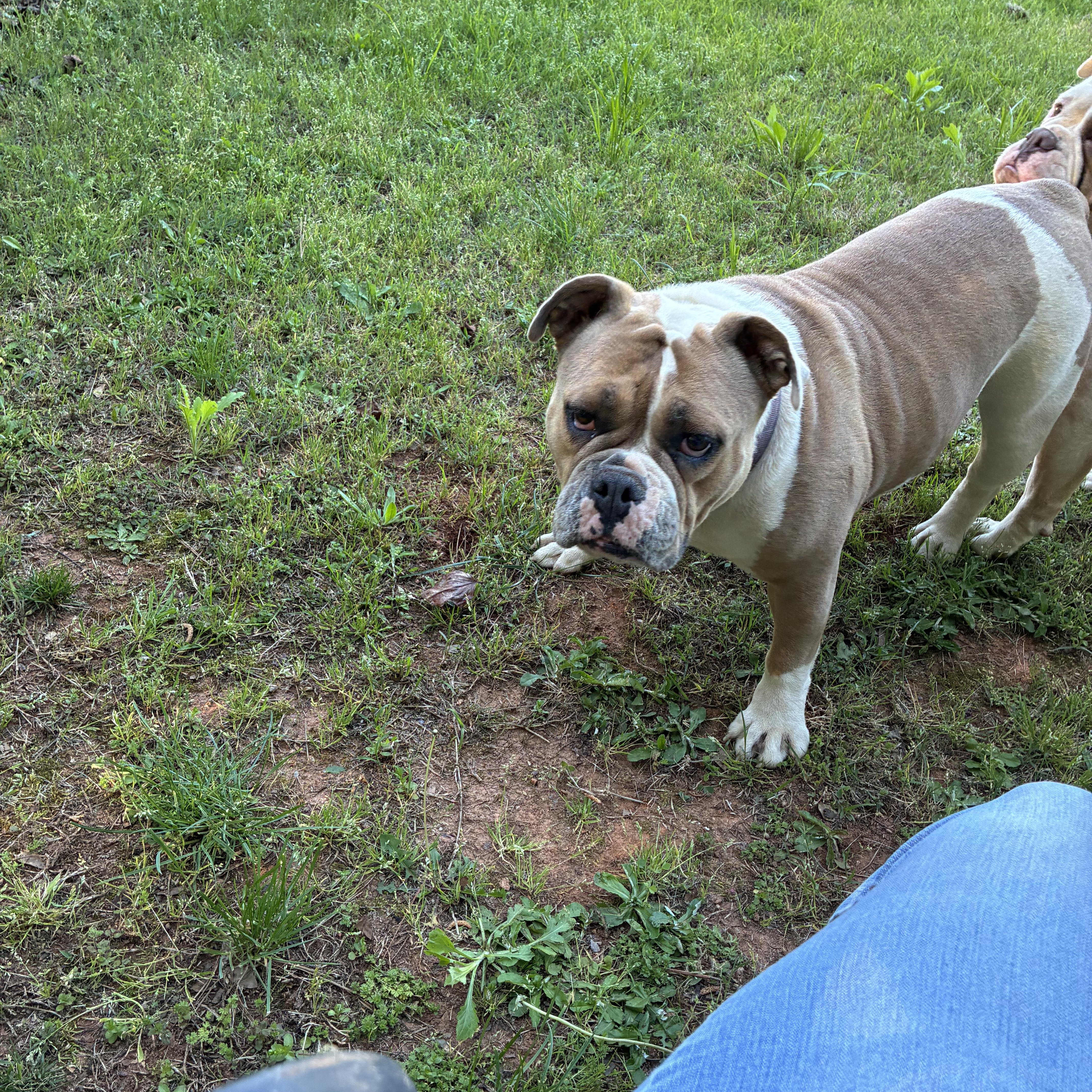 Enlarge Trixie, a ADOPTABLE English Bulldog in Woodruff, SC image 3/5