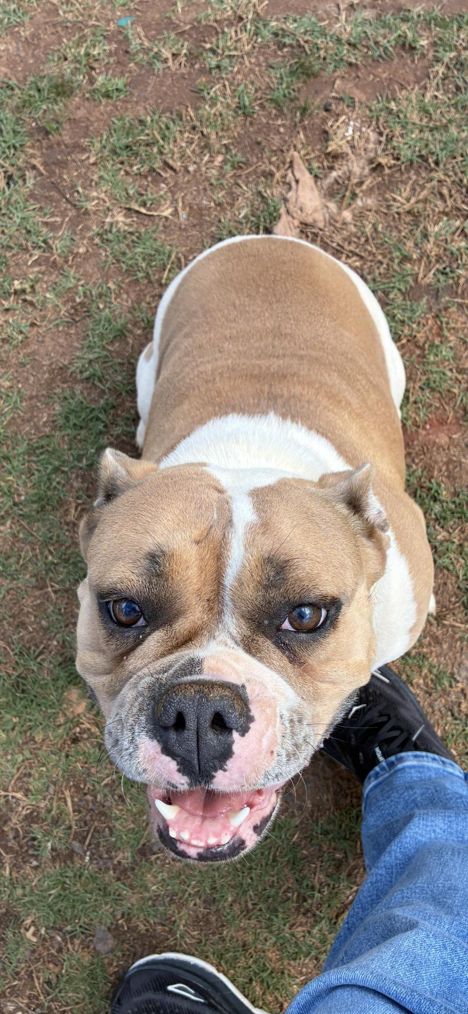 Enlarge Trixie, a ADOPTABLE English Bulldog in Woodruff, SC image 5/5