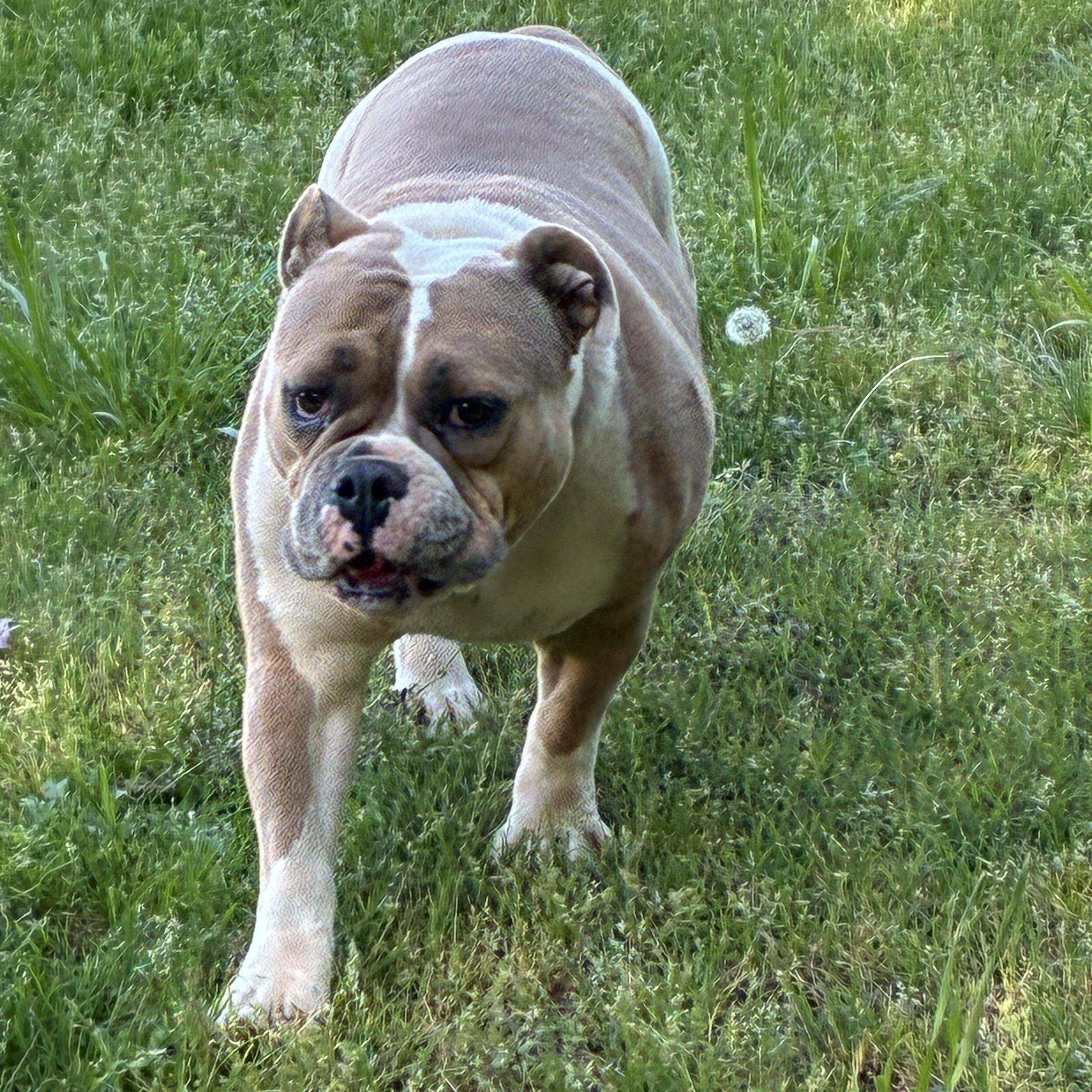 Enlarge Trixie, a ADOPTABLE English Bulldog in Woodruff, SC image 2/5